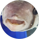 Zach Rocha profile picture